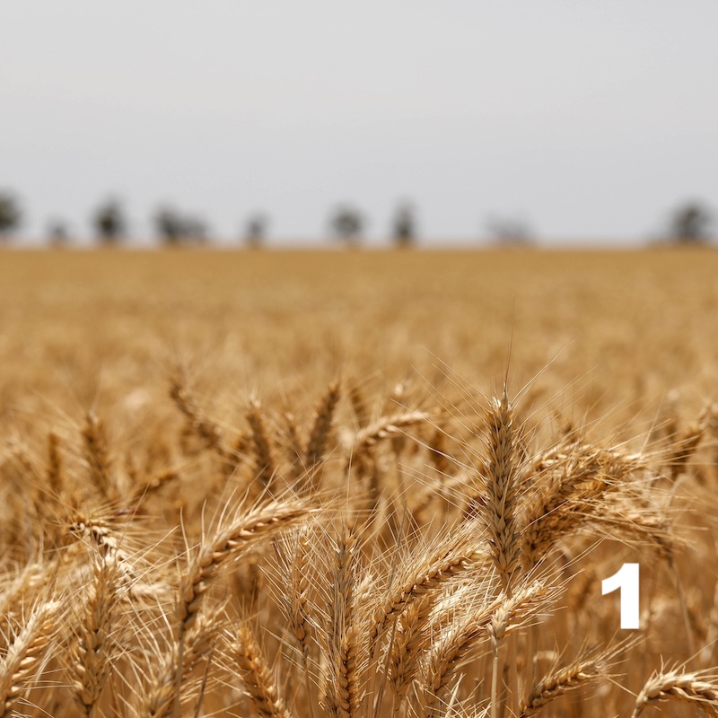 Campo cereales. Fuente de paja para construcción